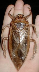 giantwaterbug