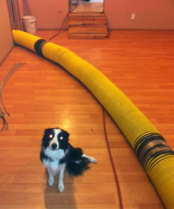 Kate was not a fan of the loud vacuum hose that was bigger than her