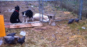 13-12 dogs watching chickens